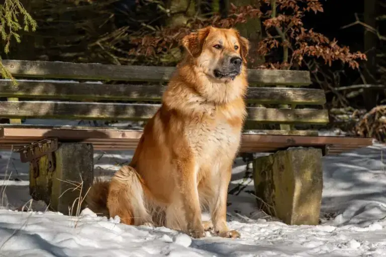 Knut – Mischling – Bild 2