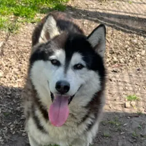 Bo - Siberian Husky - Bild 1
