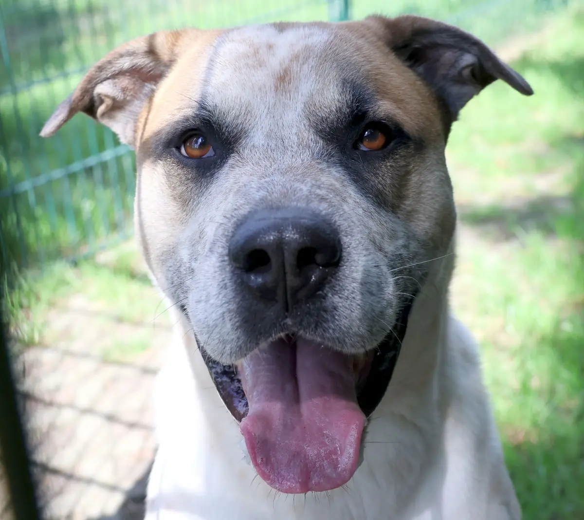Fritz - Deutscher Boxer - Bild 1