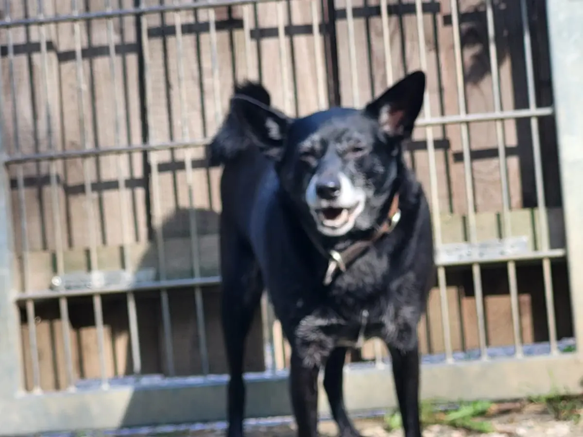 Chap - Mops - Bild 10