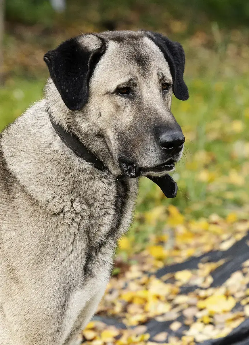 Pascha - Kangal-Hirtenhund - Bild 2