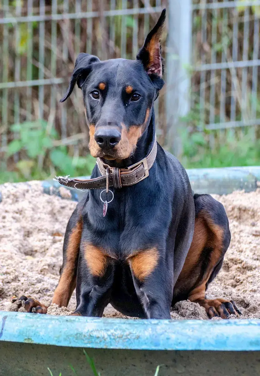 Ikarus - Dobermann - Bild 4