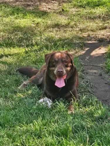 Ollek - Labrador Retriever - Bild 1