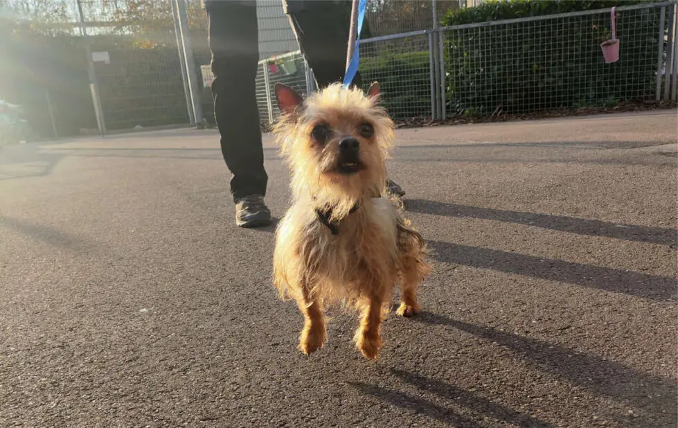 Max - Chihuahua - Bild 5