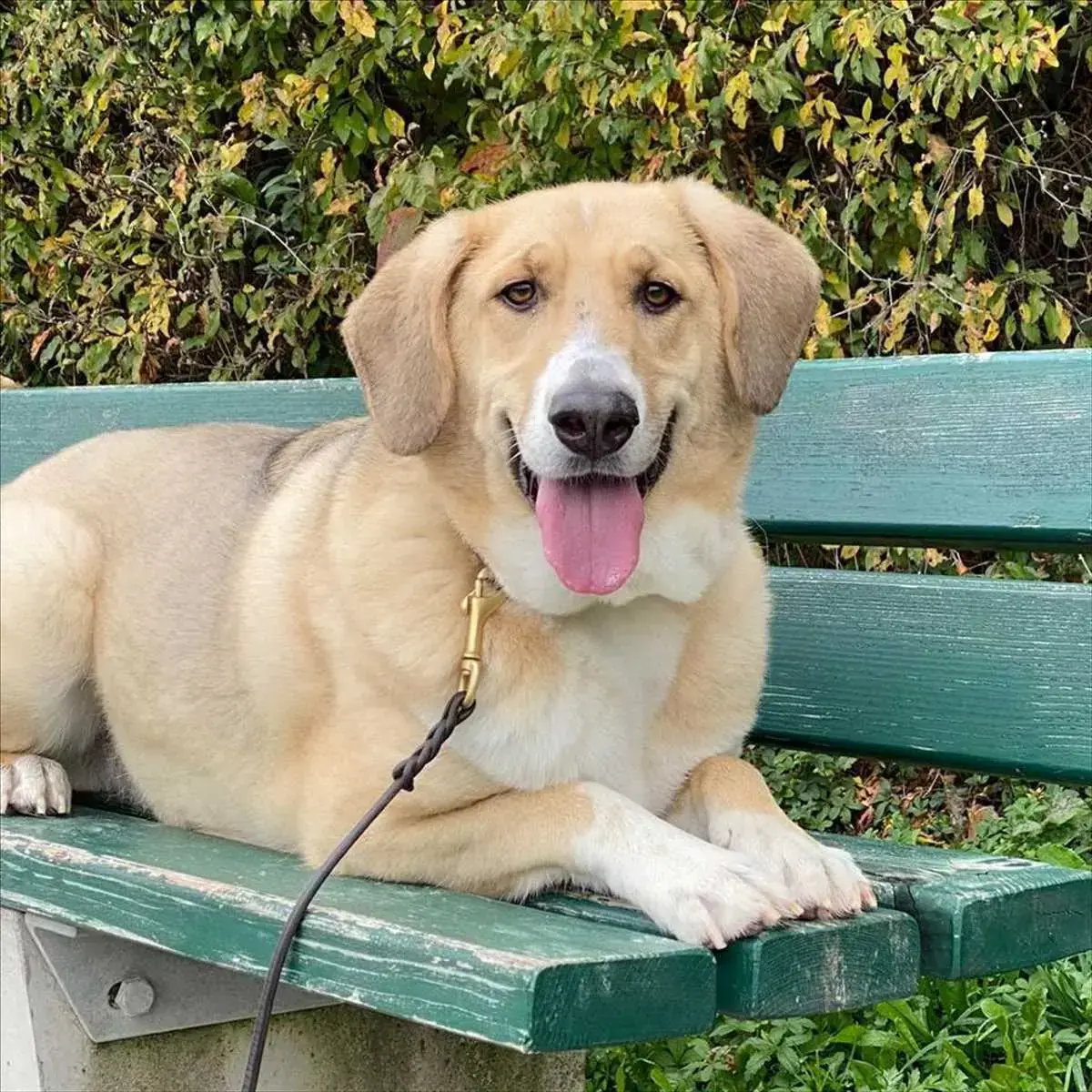 ARCHIE -  - Bild 1