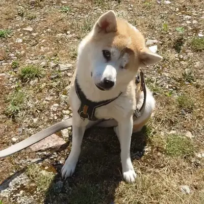 Shiva – Shiba – Bild 2