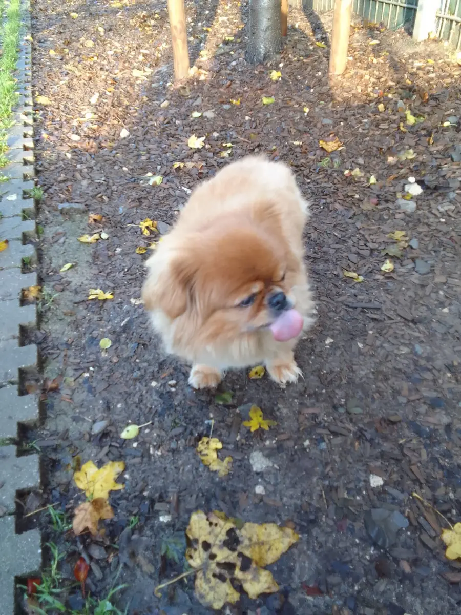 Gino - Tibet-Spaniel - Bild 1