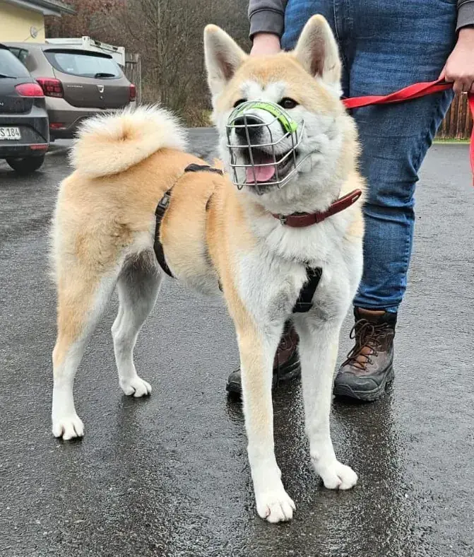 Liz - Akita - Bild 4