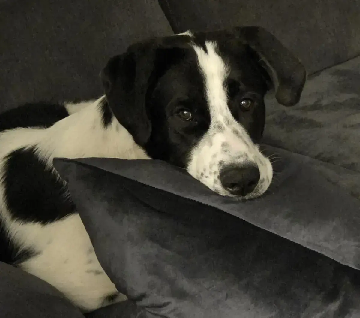Sammy -  - Bild 4