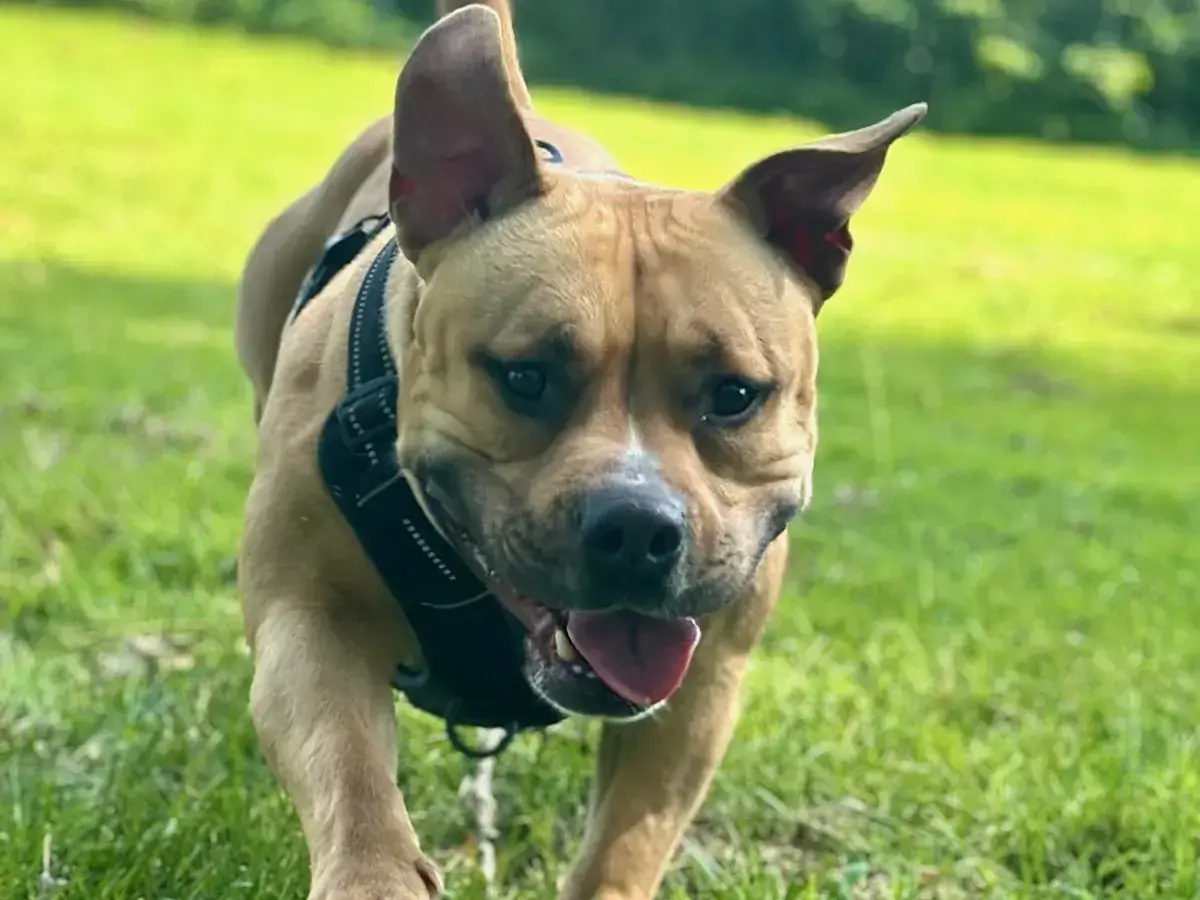 Stella - American Staffordshire Terrier - Bild 1