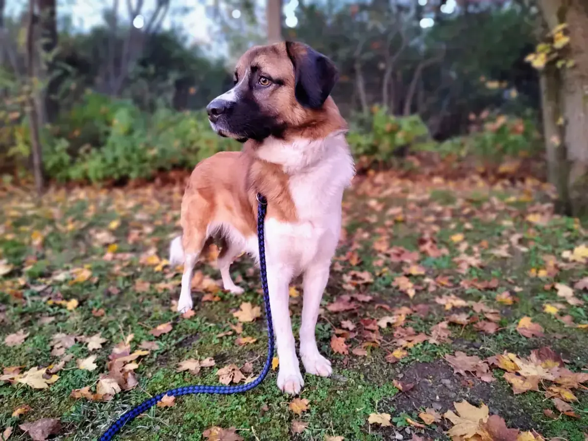 Buddy -  - Bild 2
