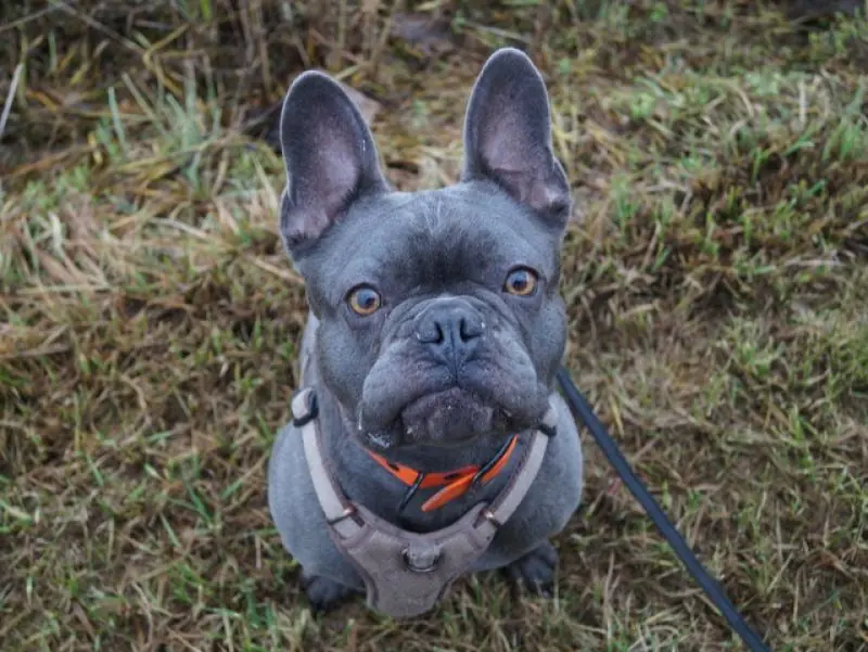 Cooper -  - Bild 9