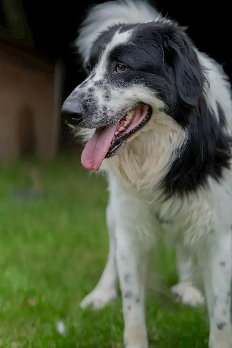 Pongo -  - Bild 13