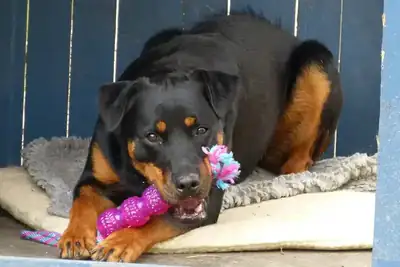 Jambo – Rottweiler – Bild 2
