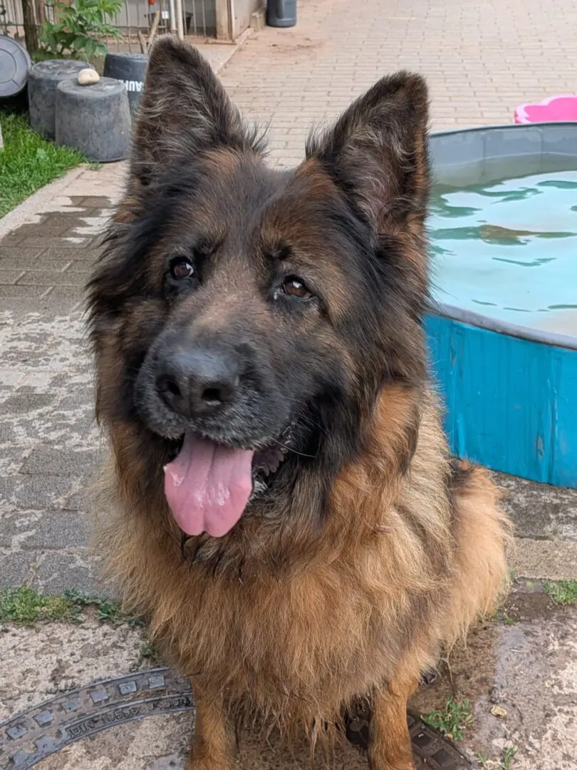 Rina - Deutscher Schäferhund - Bild 3